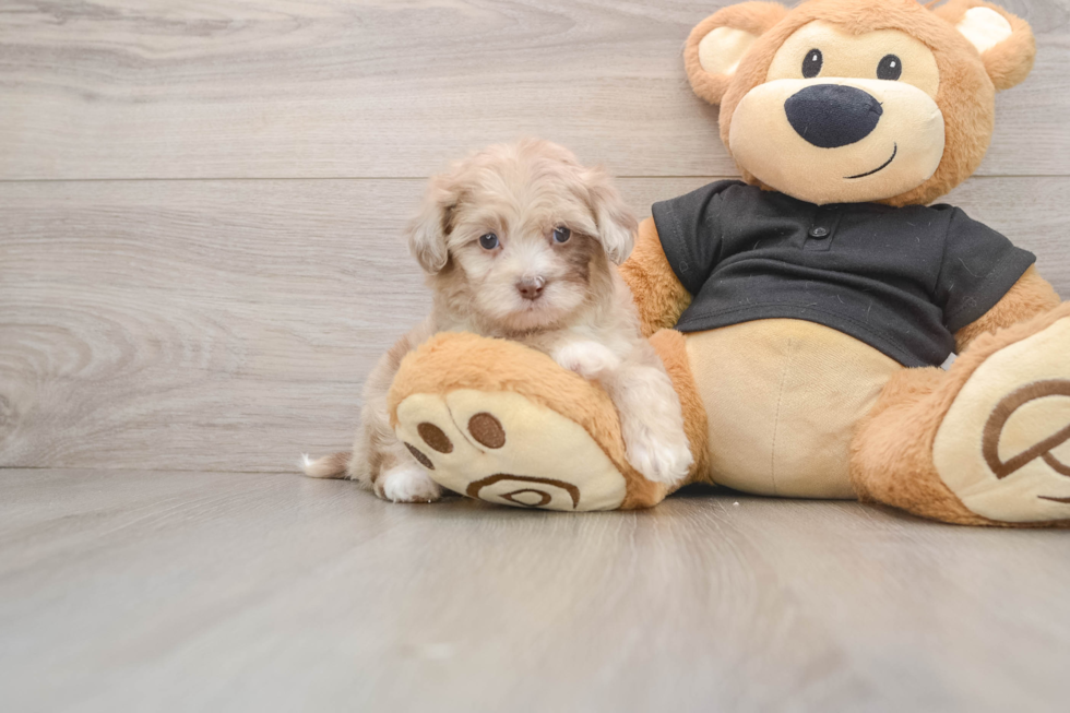 Shih Poo Pup Being Cute