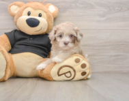 8 week old Shih Poo Puppy For Sale - Simply Southern Pups
