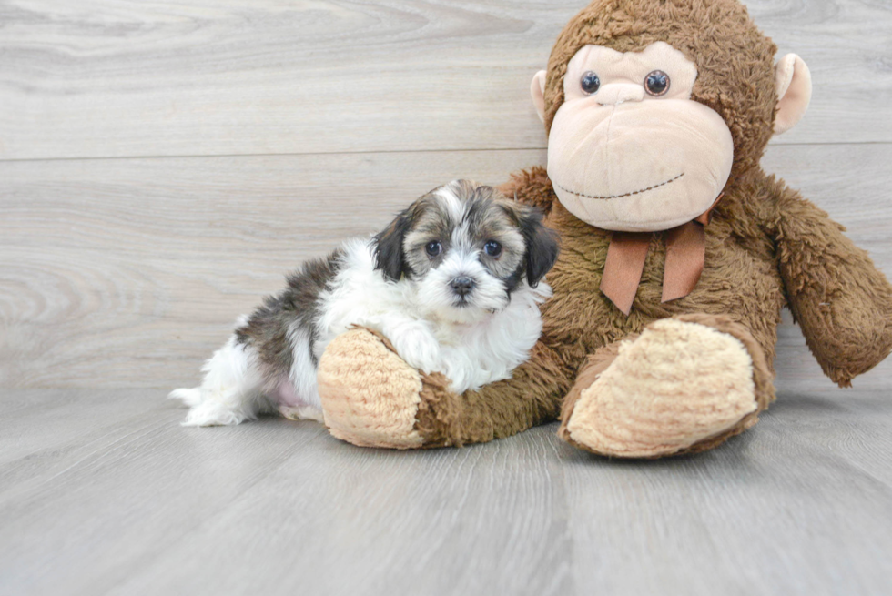 Cute Shih Poo Baby