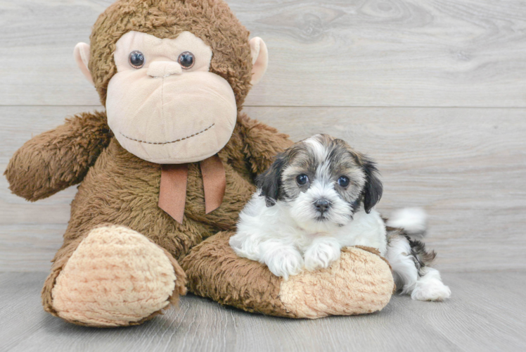 Energetic Shihpoo Poodle Mix Puppy