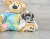 8 week old Shih Poo Puppy For Sale - Simply Southern Pups