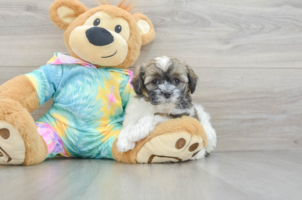 6 week old Shih Poo Puppy For Sale - Simply Southern Pups