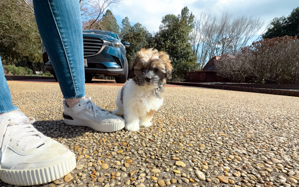 Shih Poo Puppy for Adoption