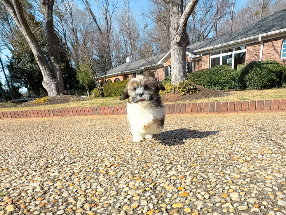 Shih Poo Puppy for Adoption