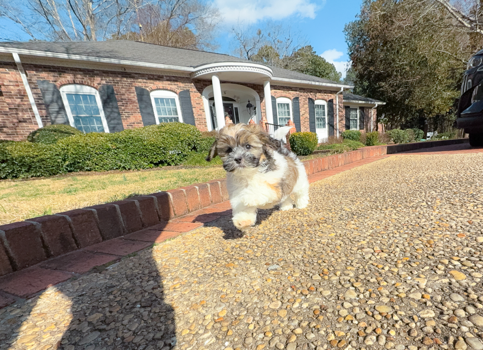 Cute Shoodle Poodle Mix Puppy