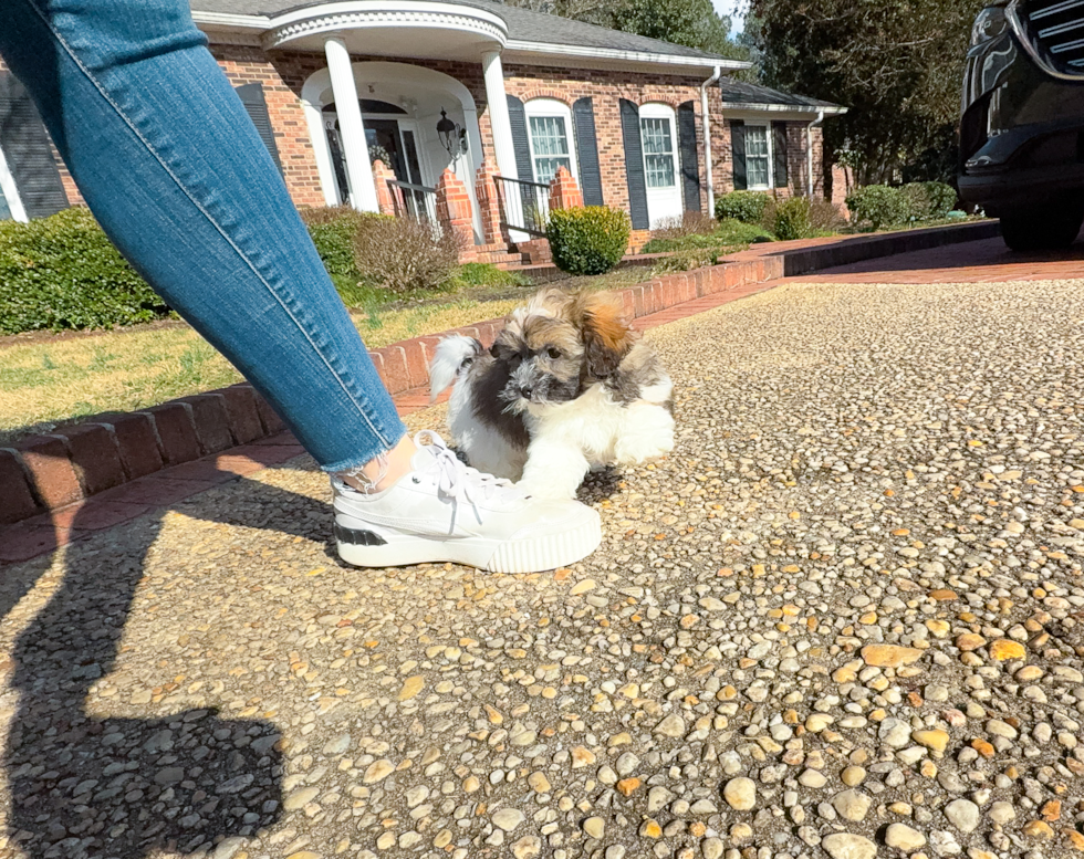 Cute Shih Poo Poodle Mix Pup