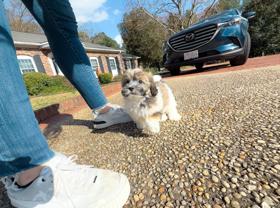 Shih Poo Puppy for Adoption