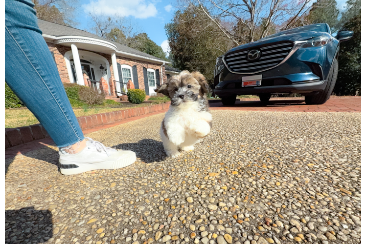 Shih Poo Puppy for Adoption