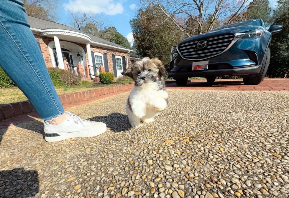 Shih Poo Puppy for Adoption