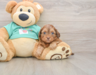 6 week old Shih Poo Puppy For Sale - Simply Southern Pups