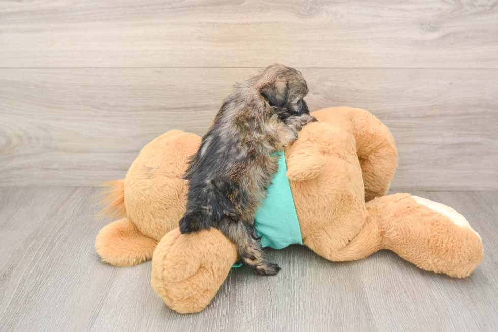 Smart Shih Poo Poodle Mix Pup