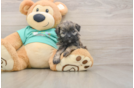 Shih Poo Puppy for Adoption