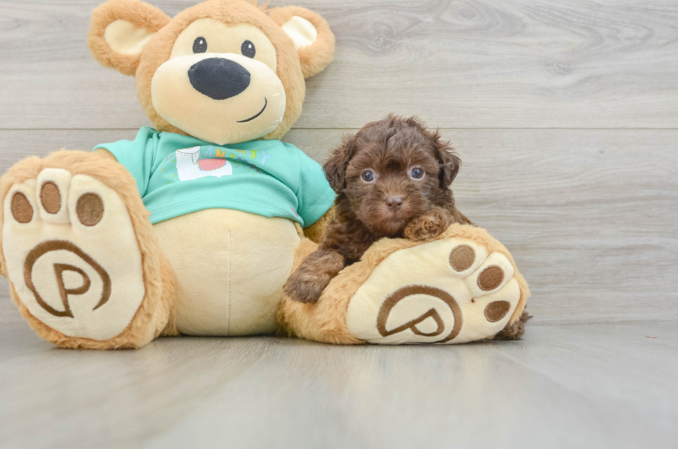 5 week old Shih Poo Puppy For Sale - Simply Southern Pups