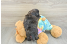 Happy Shih Poo Baby