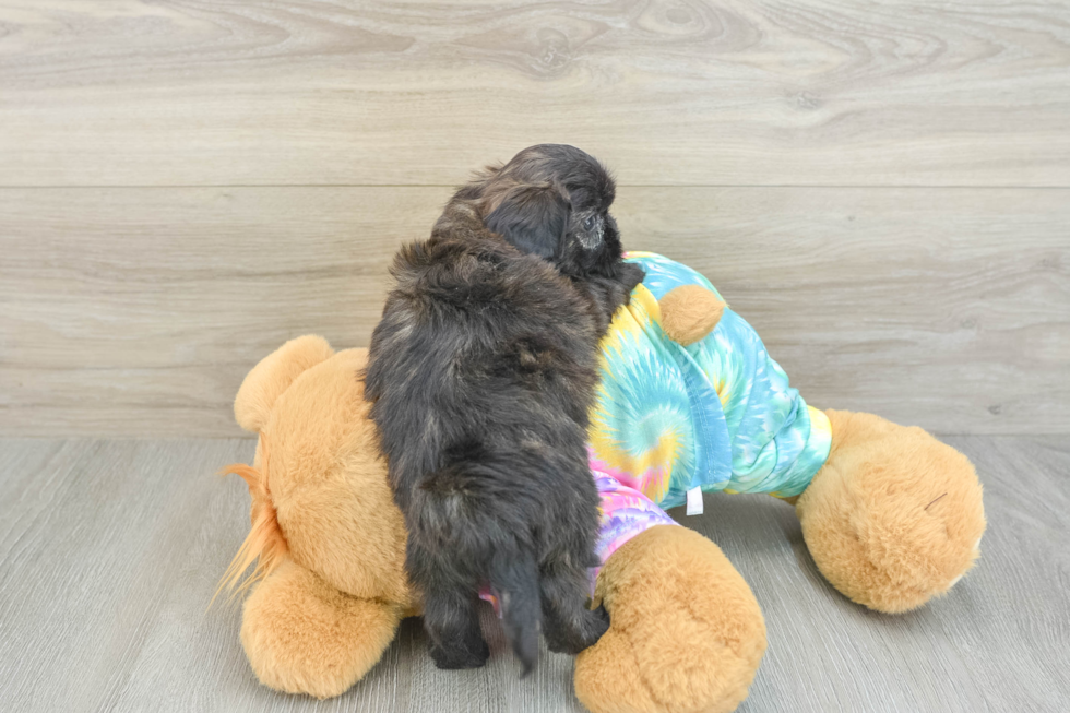 Happy Shih Poo Baby