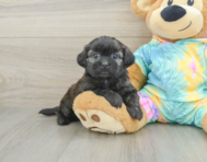 5 week old Shih Poo Puppy For Sale - Simply Southern Pups