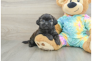 Cute Shih Poo Baby