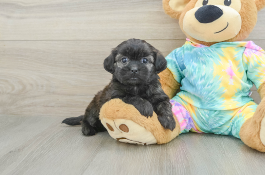 Cute Shih Poo Baby