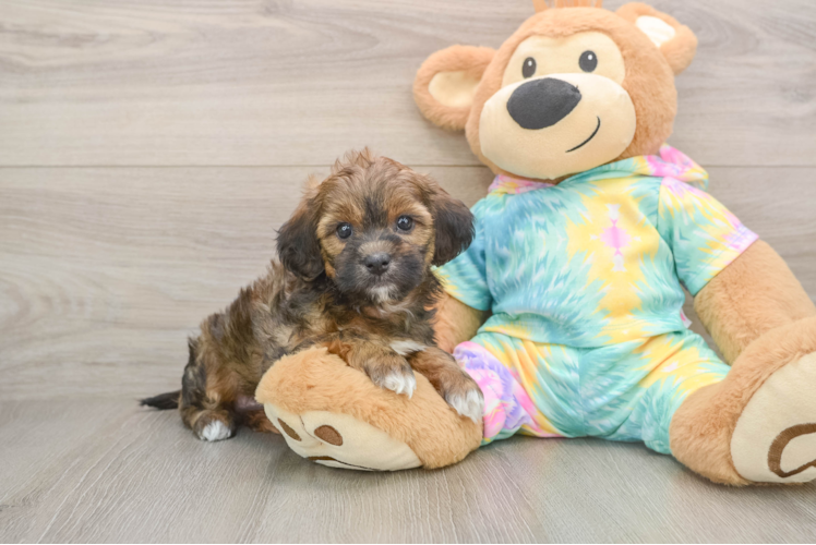 Fluffy Shih Poo Poodle Mix Pup