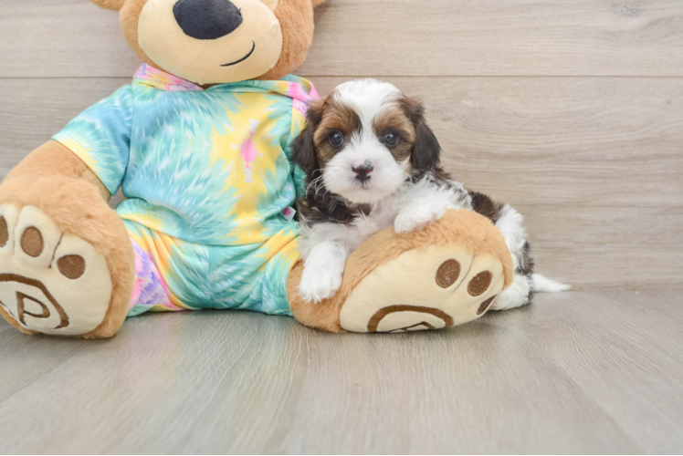 Shih Poo Puppy for Adoption