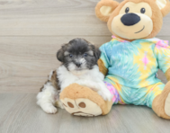 5 week old Shih Poo Puppy For Sale - Simply Southern Pups