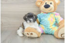 Smart Shih Poo Poodle Mix Pup