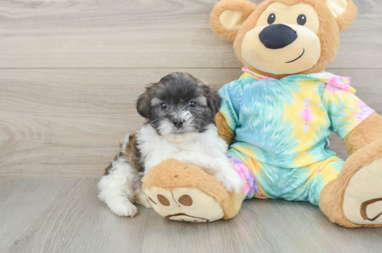 Smart Shih Poo Poodle Mix Pup