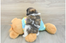 Happy Shih Poo Baby
