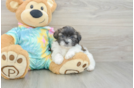 Shih Poo Pup Being Cute