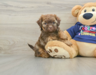 5 week old Shih Poo Puppy For Sale - Simply Southern Pups