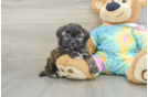 Shih Poo Puppy for Adoption