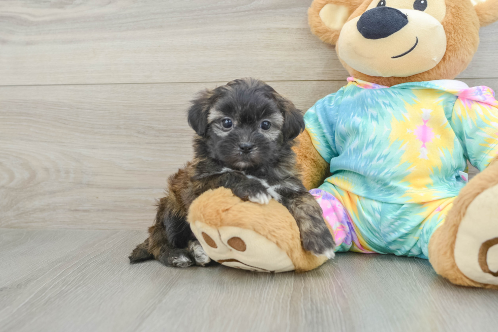 Shih Poo Puppy for Adoption