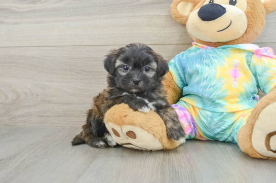 Shih Poo Puppy for Adoption