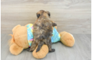 Shih Poo Pup Being Cute
