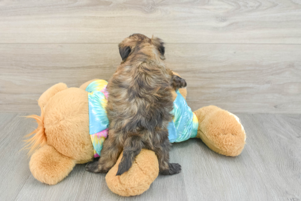 Shih Poo Pup Being Cute