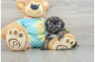 Funny Shih Poo Poodle Mix Pup