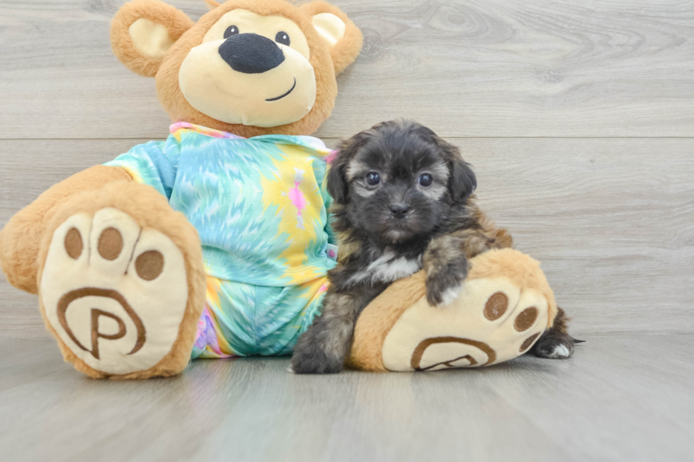 Funny Shih Poo Poodle Mix Pup