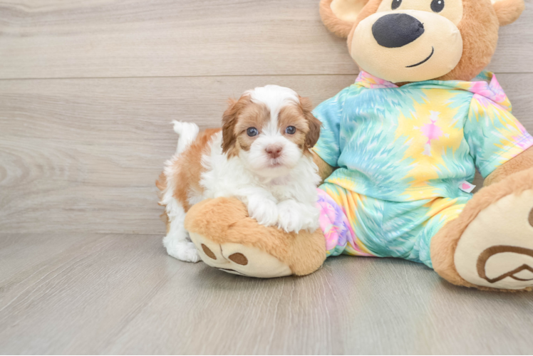 Shih Poo Puppy for Adoption