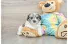 Shih Poo Pup Being Cute