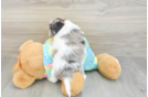 Best Shih Poo Baby