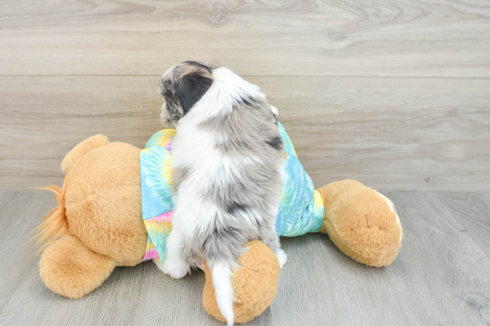 Best Shih Poo Baby
