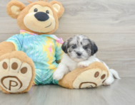 8 week old Shih Poo Puppy For Sale - Simply Southern Pups