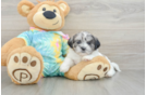 Hypoallergenic Shih Poo Poodle Mix Puppy
