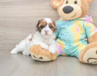 8 week old Shih Poo Puppy For Sale - Simply Southern Pups