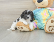 6 week old Shih Poo Puppy For Sale - Simply Southern Pups