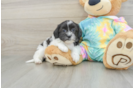 Cute Shih Poo Baby