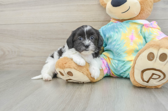 Cute Shih Poo Baby