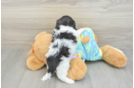 Shih Poo Puppy for Adoption