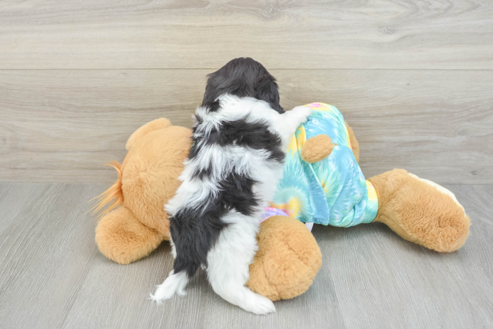 Shih Poo Puppy for Adoption