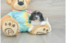 Energetic Shihpoo Poodle Mix Puppy